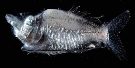 Meet The Barreleye, The Fish With A See-Through Head