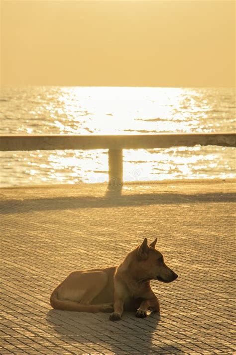 Single Lazy Dog Relaxing And Sleeping Near The Beach Stock Photo