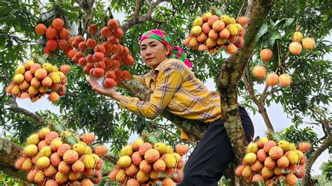 Harvest Fresh Lychee Garden Goes To The Market Sell Build Life Farm