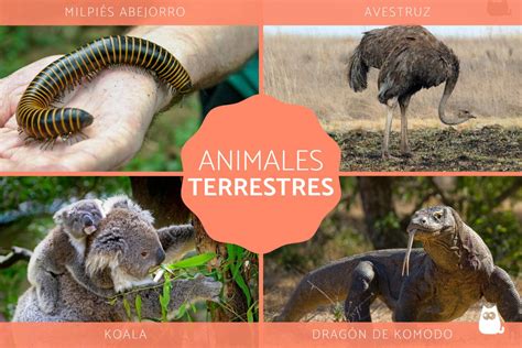 Animales Terrestres Tipos Características Y 40 Ejemplos
