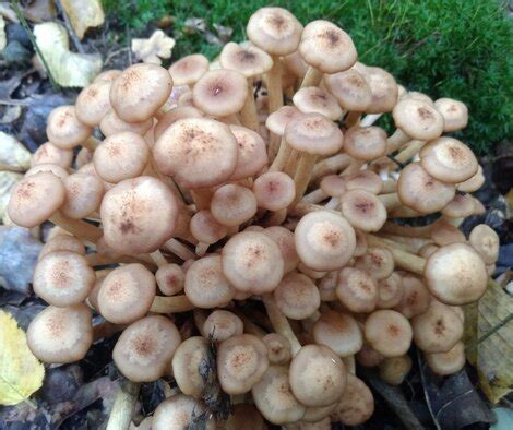 Honey Mushroom Identification Armillaria Tabescens