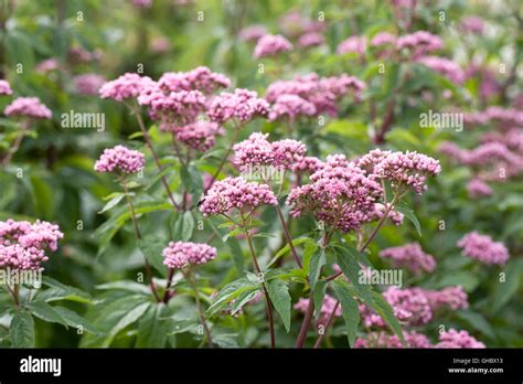Eupatorium maculatum 'Atropurpureum Group'. Joe Pye weed flower Stock ...