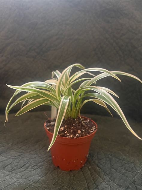Variegated Spider Plant Chlorophytum Comosum Variegata Compacta Etsy