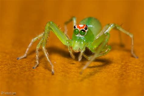 Magnolia Green Jumping Spider 2 By Cyclicalcore On Deviantart