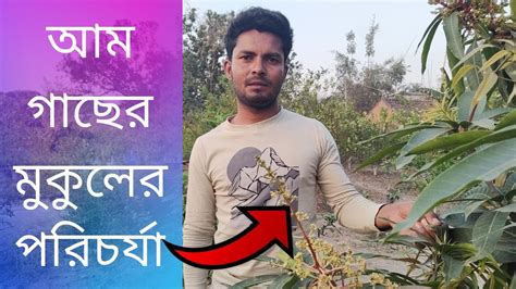 ব্যানানা ম্যাংগো মুকুলের পরিচর্যা Youtube