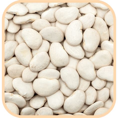 Lima Beans Description At Sergio Hasting Blog
