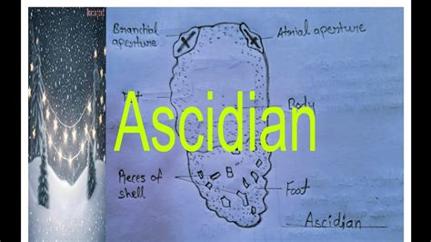 Ascidian /biology digram very easy way step by step!!.. - YouTube