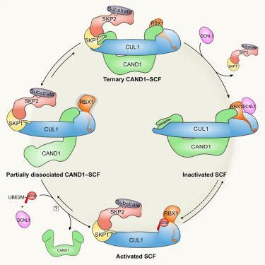 Structural And Mechanistic Insights Into The CAND1 Mediated SCF