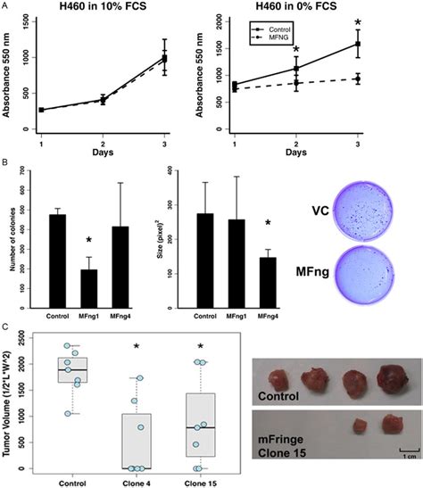 Manic Fringe Suppresses The Tumor Phenotype In Lung Cancer Cells A