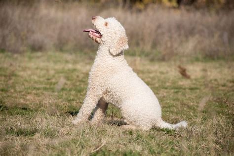 Il Lagotto Romagnolo Carattere Prezzo Colorazioni E Ricerca