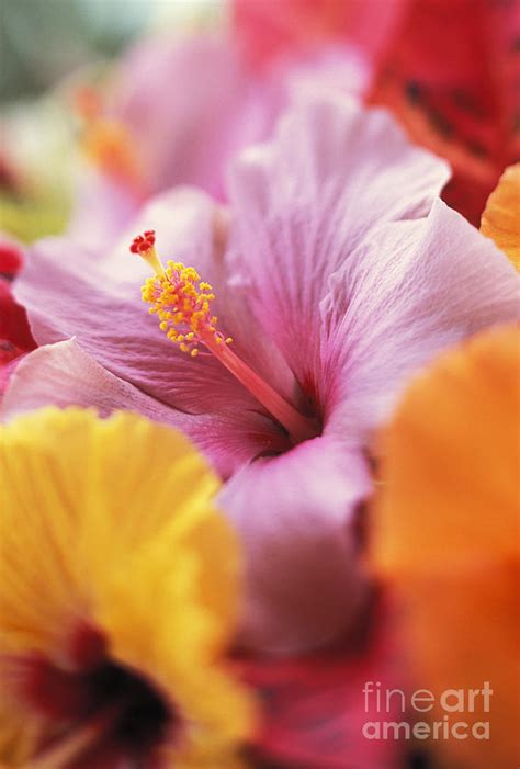 Hibiscus Flower Arrangement Photograph by Kyle Rothenborg - Printscapes - Fine Art America