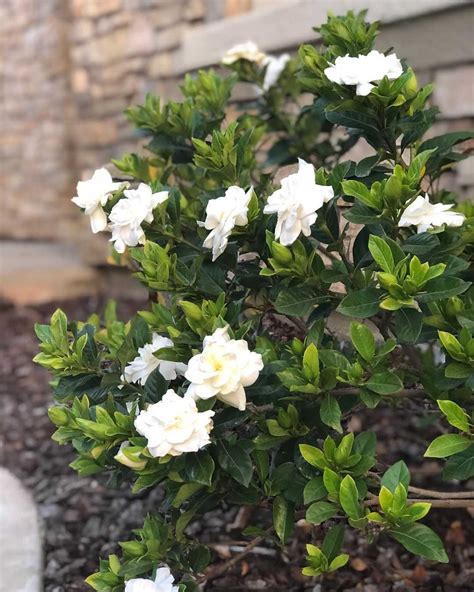 Gardenia flower meaning: find out what this flower symbolizes ↓