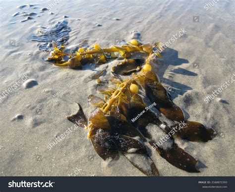 Seaweed Kelp Washed Ashore On Southern Stock Photo