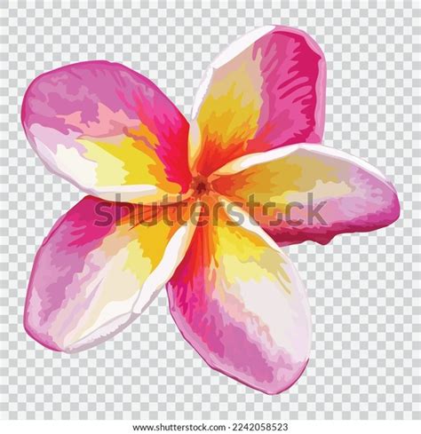 Frangipani Flower Drawing Vector Illustrations Botanical Stock Vector