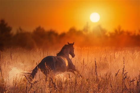 Brown Horse In Sunset Stock Photo - Download Image Now - iStock