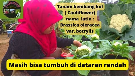 Epsd Tanam Kembang Kol Cauliflower Sampai Panen Masih Bisa