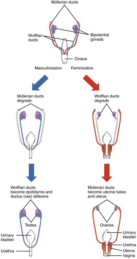 Development Of The Male And Female Reproductive Systems Anatomy And Physiology Ii Course Hero