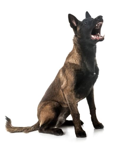 Dog Barking Aggression Belgian Malinois Stock Photos, Pictures ...