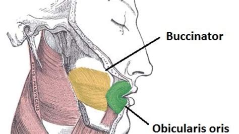 Pterygomandibular Raphe Buccinator