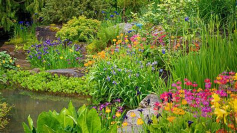 Bog plants: 15 moisture-loving plants for damp areas | Gardeningetc