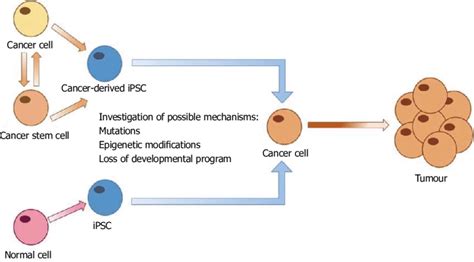 Generation Of Induced Pluripotent Stem Cells From Both Normal And Download Scientific Diagram