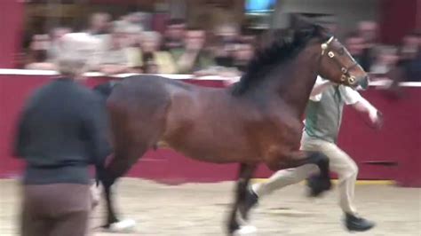 Welsh Cob Stallions Unex Essex 2009 Youtube