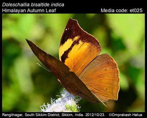 Doleschallia Bisaltide Cramer 1777 Autumn Leaf Butterfly