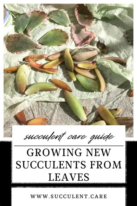 Grow New Plants From Leaves Or Cuttings SUCCULENTdotCARE