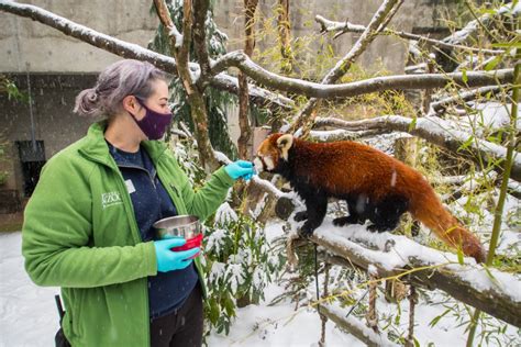 Oregon Zoo animals frolic in rare wintry blast | KOIN.com