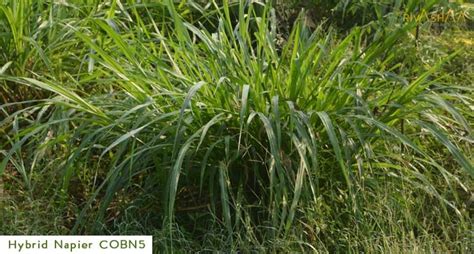 Hybrid Napier Grass Co Bn 5 Cultivation As A Sustainable Self Employment For Livestock Farming