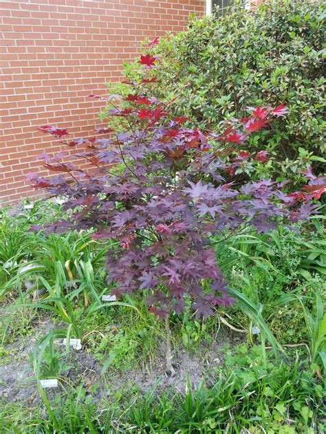 Photo Of The Entire Plant Of Japanese Maple Acer Palmatum Var Amoenum