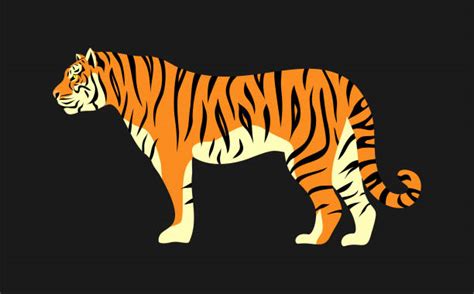 2900 Tiger Side View Stock Photos Pictures And Royalty Free Images