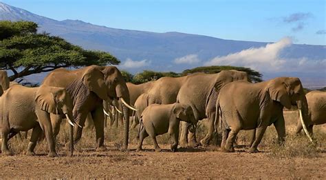 Afrikaanse Olifanten Spotten In Het Wild Wildlife Spotten