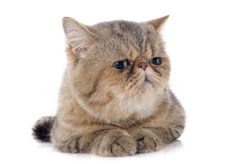 Exotic Shorthair Stock Image Image Of Cute Grey Purebred 35515661