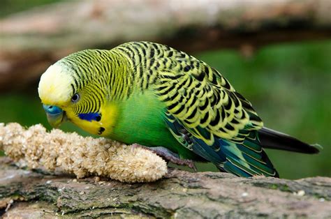 300 Free Budgies Bird Budgie Images Pixabay