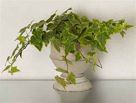 English Ivy Houseplants How To Care For Hedera Helix Indoors