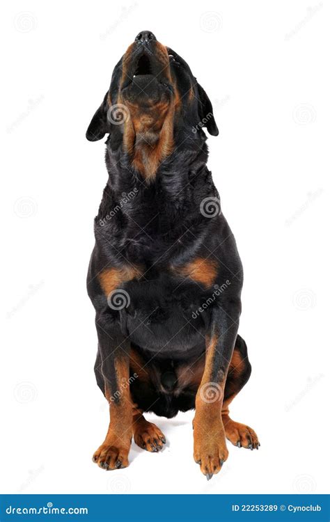 Barking Rottweiler Royalty Free Stock Images - Image: 22253289