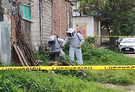 Atacan Abejas Africanizadas A Tres En La Floresta