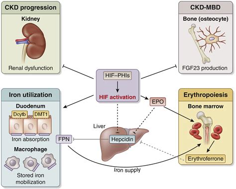 Novel Roles Of Hif Phis In Chronic Kidney Disease The Link Between