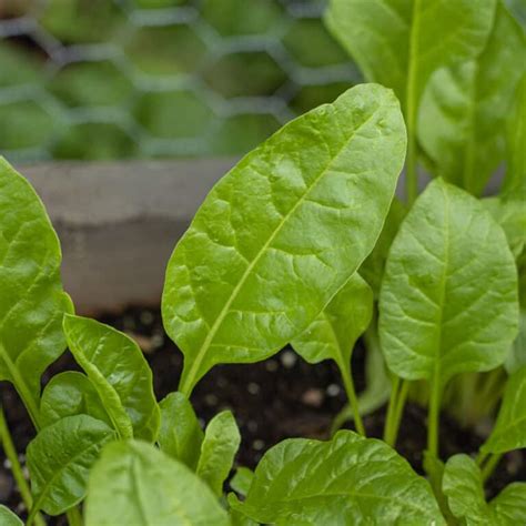 Growing and Cooking Sea Beet Greens - Forager | Chef