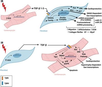 Frontiers Communication Between Cardiomyocytes And Fibroblasts During