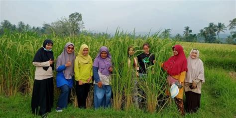 Daerah Ini Sebagai Penghasil Padi Tertinggi Di Indonesia