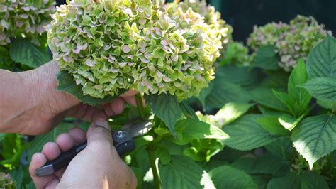 Hydrangea Pruning Mistakes 5 Errors To Avoid Homes And Gardens