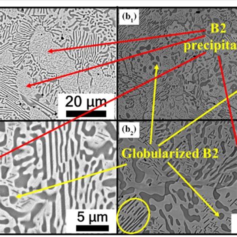 Sem Bse Micrographs Of The Alloy Heat Treated At C For A H And