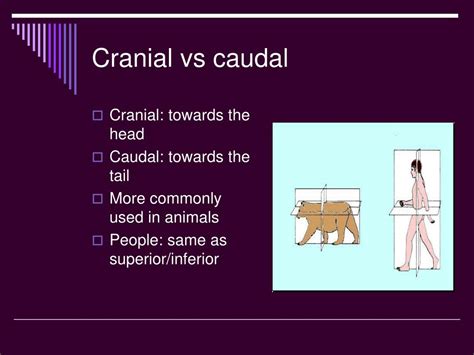 Ppt Body Planes Directions And Cavities Powerpoint Presentation Id 5850502