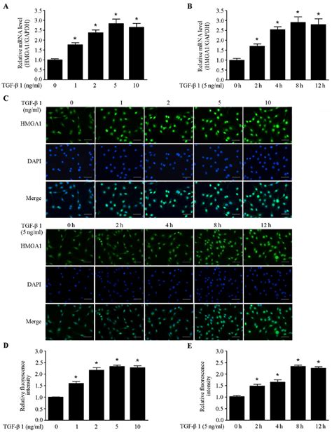 Tgf Enhances Hmga Expression In Sw Cells A Real Time Pcr