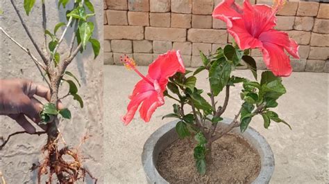 How To Repot Hybrid Hibiscus Plant To Get More And Big Flowers YouTube