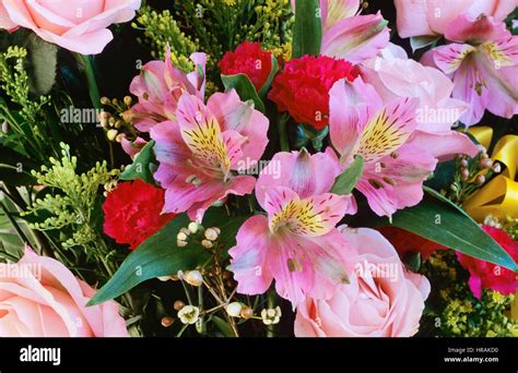 Carnation Lily Lily Rose Hi Res Stock Photography And Images Alamy