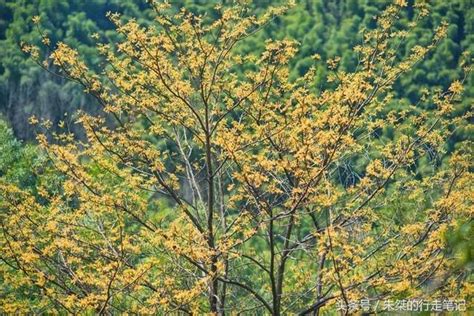 九十里山水画廊，从万亩桃花开始（淮南 六安自驾三日旅游攻略） 每日头条