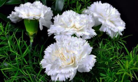 Carnation Flower Meaning - Symbolism and Significance - Xu Farm